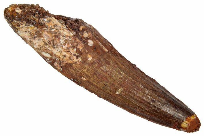 Fossil Spinosaurus Tooth - Real Dinosaur Tooth #346809